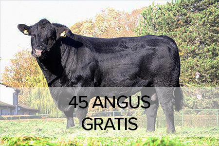 45 Dosen Angus