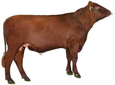 Norwegisches Rotvieh