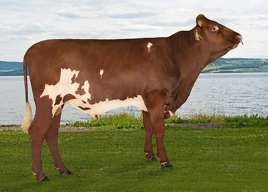 Hasselberg P