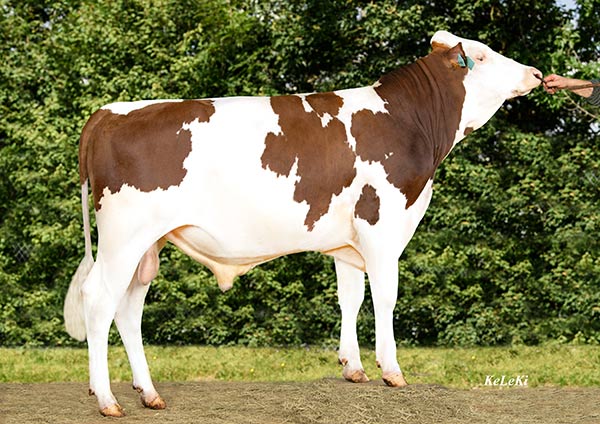 Ubi JB