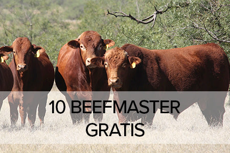 10 Dosen Beefmaster
