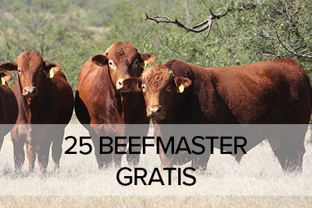 25 Dosen Beefmaster