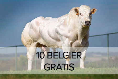 10 Dosen Belgier